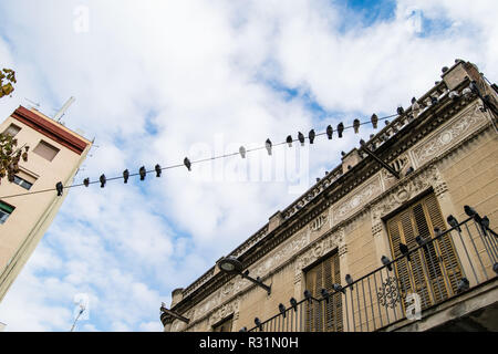 Tenir des oiseaux pigeons sur fil électrique Banque D'Images