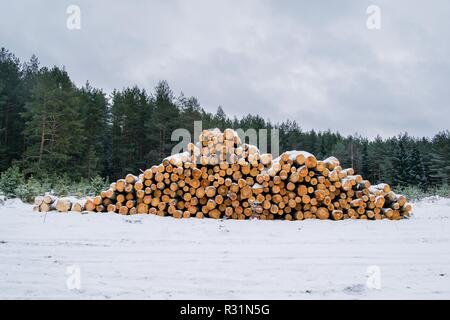 Sciages grumes dans une forêt en hiver, pile de billots dans la neige Banque D'Images