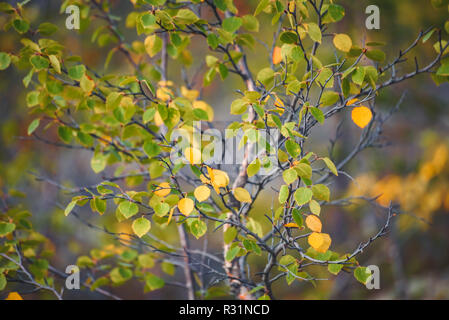 Le motif d'un pâle automne feuilles de bouleau dans le parc Banque D'Images