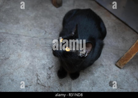 Un design élégant, beau chat noir aux cheveux courts se trouve sous une table dans un café en plein air à Athènes, Grèce. Banque D'Images
