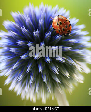 Coccinelle sur thistle Banque D'Images