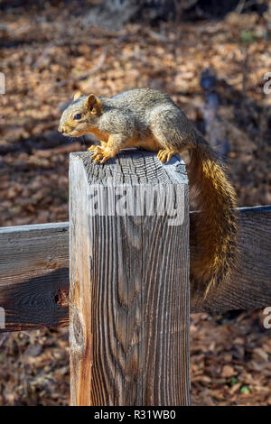 Fox est l'écureuil roux (Sciurus niger) assis sur le poteau de clôture en bois patiné, Castle Rock Colorado nous. Photo prise en novembre. Banque D'Images