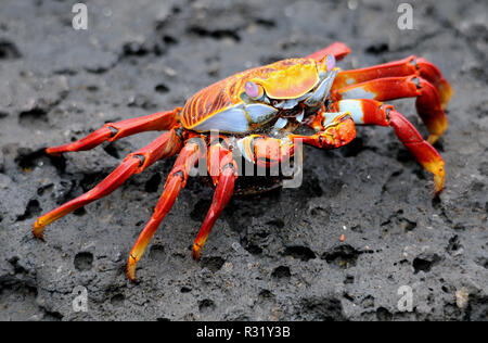 Crabe clip Banque D'Images
