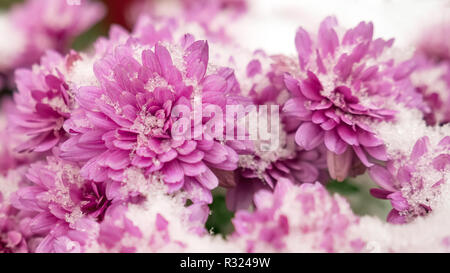 Fleurs dans la neige. Chrysanthème de neige. Fleurs d'automne. Fleurs d'hiver Banque D'Images