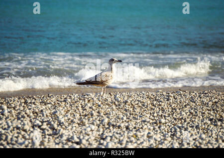 Balades d'oiseaux sur une plage de galets de la Méditerranée Banque D'Images