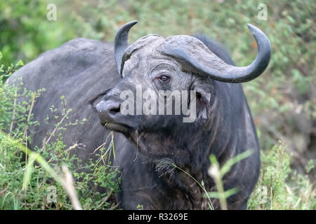 Buffle d'Afrique (Syncerus caffer caffer) au Kenya, Afrique de l'Est Banque D'Images