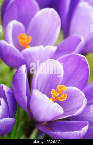 Purple crocus in close up Banque D'Images