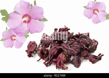 Fleurs d'hibiscus Banque D'Images