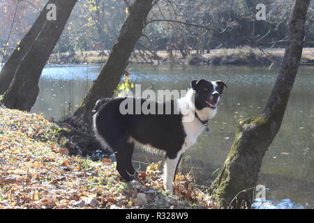 Bordure Collie encore filmée à la rivière, profil latéral, profil droit Banque D'Images