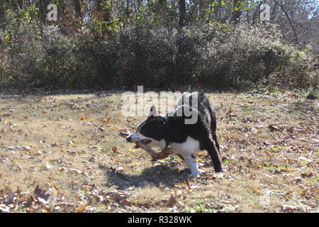 Jouer à Border Collie Banque D'Images