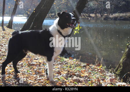 Bordure Collie encore filmée à la rivière, profil latéral, profil droit Banque D'Images