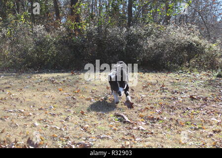 Jouer à Border Collie Banque D'Images