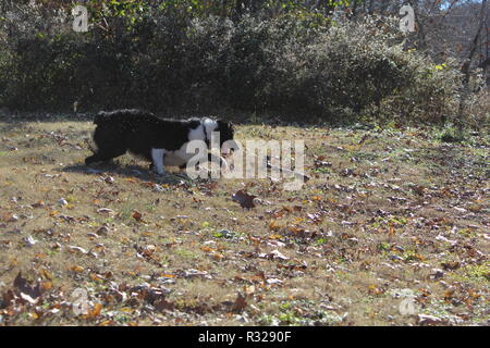 Jouer à Border Collie Banque D'Images