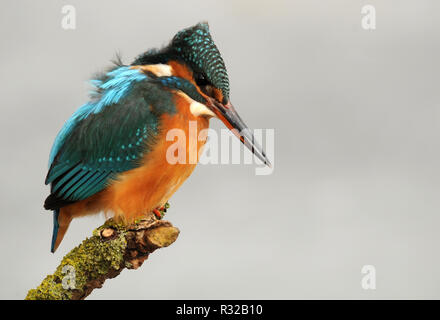 Kingfisher en hiver Banque D'Images