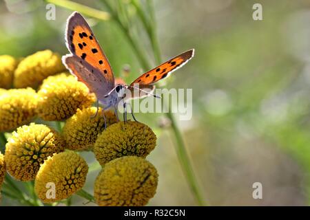 Petit (Lycaena phlaeas) boloria sur tanaisie Banque D'Images