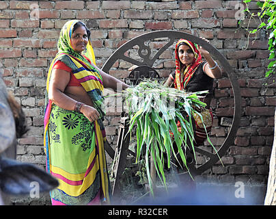 Le fourrage vert coupe sur le terrain fraîchement récoltées pour le buffle d'eau qui sont utilisés pour la traite dans un village sur le Gange entre Varanasi et Patna. Banque D'Images