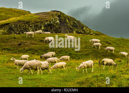 Troupeau de moutons sur les pâturages rocailleux en Ecosse Banque D'Images