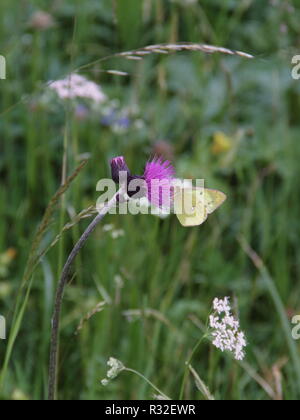 WeiÃŸling citron Banque D'Images