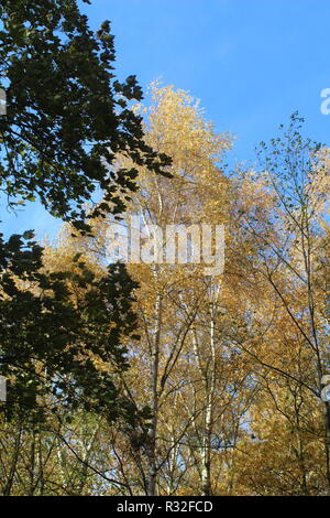 Vue à travers la canopée de la cime et les branches des arbres avec les rayons de soleil à travers la vapeur. Banque D'Images