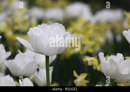 Tulipa mount tacoma - stuffed fin tulip Banque D'Images