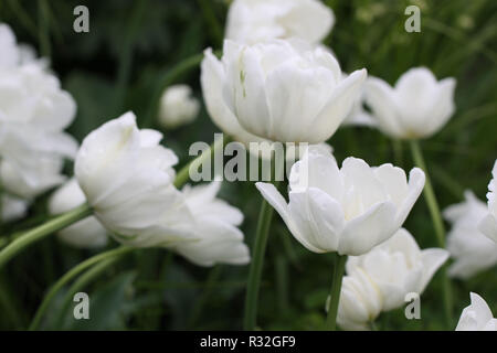 Tulipa mount tacoma - stuffed fin tulip Banque D'Images