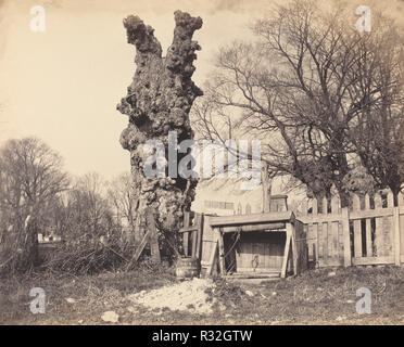 Vieil arbre près de Chatham. En date du : années 1850. Dimensions : image : 21 x 26 cm (8 1/4 x 10 1/4 in.) Montage : 26 x 36,1 cm (10 1/4 x 14 3/16 po.). Médium : épreuve à l'albumine. Musée : National Gallery of Art, Washington DC. Auteur : La 19e siècle. Banque D'Images