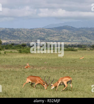 Deux hommes kobs ougandais (Kobus kob thomasi) verrouiller cornes dans une lutte pour la domination dans la savane de l'Ouganda. Le Parc national Queen Elizabeth, en Ouganda. Banque D'Images