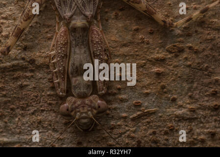 Une écorce néotropicale mantis, éventuellement dans le Liturgusa genre, est étonnamment bien camouflée sur l'écorce des arbres dans la forêt amazonienne. Banque D'Images