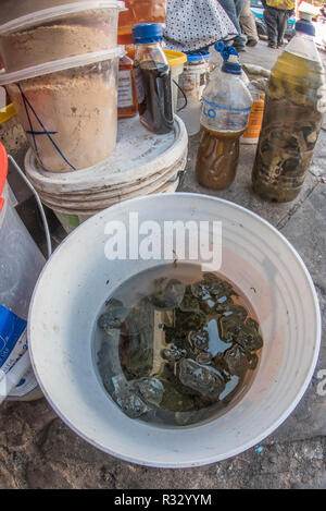 Un seau d'eau en marbre les grenouilles (Telmatobius marmoratus) dans un seau dans le marché de San Pedro, Cusco. Ils seront utilisés pour les 'frog' smoothies. Banque D'Images