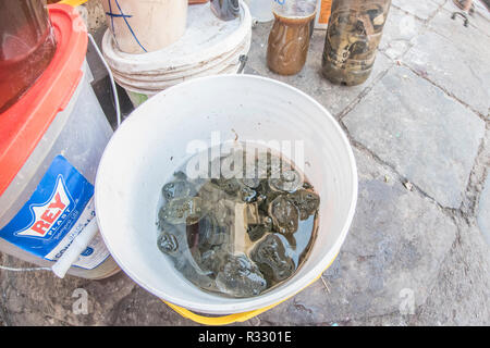 Un seau d'eau en marbre les grenouilles (Telmatobius marmoratus) dans un seau dans le marché de San Pedro, Cusco. Ils seront utilisés pour les 'frog' smoothies. Banque D'Images