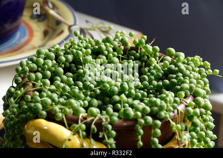 Collier de perles, Senecio Rowleyanus Rosaire Vine, usine de cordon Banque D'Images