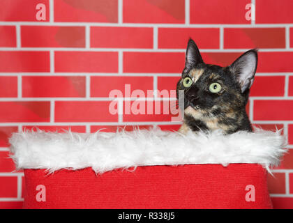 Portrait d'un adorable tortie torbie tabby kitten assis dans une fourrure blanche panier rouge, à gauche jusqu'à spectateurs. Arrière-plan de brique rouge vif. F Banque D'Images