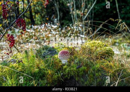 Toadstool Banque D'Images