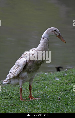 Canard coureur indien Banque D'Images