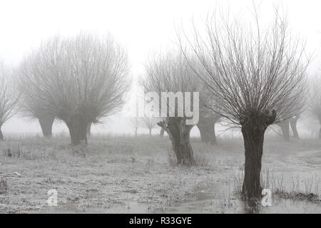 Saule dans le givre et le brouillard Banque D'Images