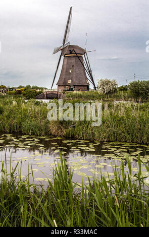 Les nénuphars et moulin à vent hollandais à Kinderdijk en Pays-bas, Europe Banque D'Images