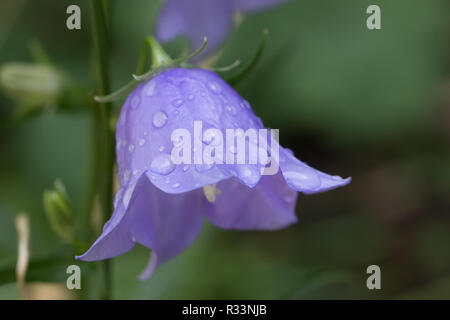 Fleur de la bellflower avec les gouttelettes d'eau Banque D'Images