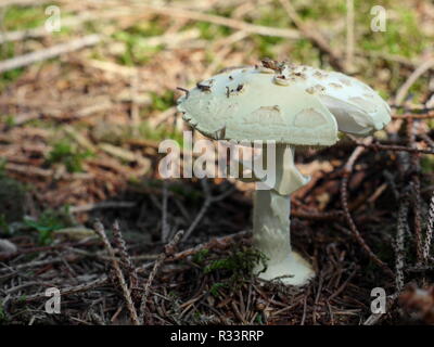 L'Amanita phalloides Amanita phalloides Banque D'Images