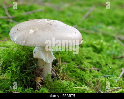 L'Amanita phalloides Amanita phalloides Banque D'Images