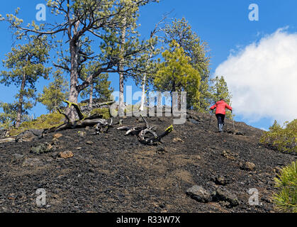 42 835,02055 randonnée femme mal à grimper une pente raide d'un cône de cendres noires avec des arbres de pin ponderosa (Pinus ponderosa), ciel bleu nuages blancs Banque D'Images