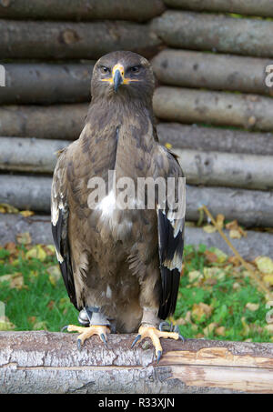 Aigle des steppes Banque D'Images