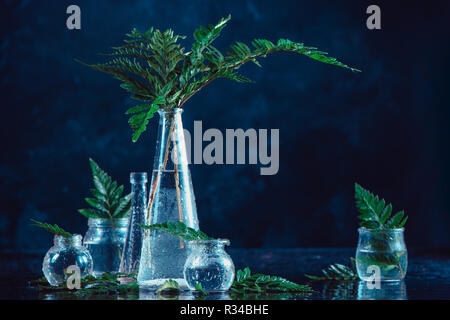 Bouteilles en verre clair et des vases avec des fougères vert sur un fond sombre. Décorations naturelles concept sur un fond sombre avec copie espace Banque D'Images