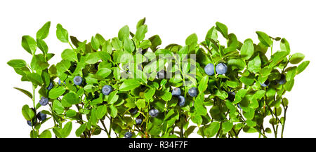 Bush de bleuets avec des fruits mûrs sur un fond blanc. Banque D'Images