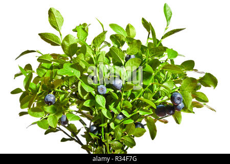 Bush de bleuets avec des fruits mûrs sur un fond blanc. Banque D'Images