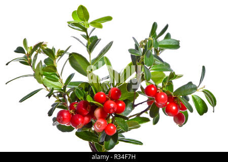 Bouquet de pousses d'airelles aux fruits rouges sur un fond blanc. Banque D'Images