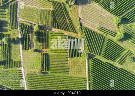 Vue aérienne sur le vignoble Banque D'Images