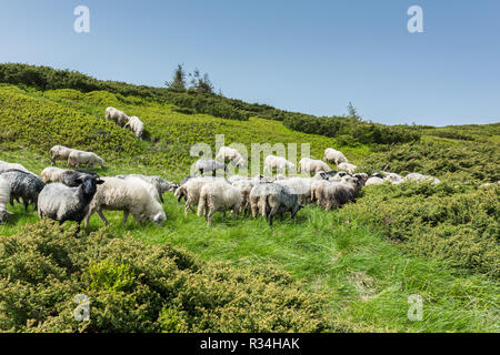 Un troupeau de moutons paissant sur le plateau élevé dans les montagnes Banque D'Images