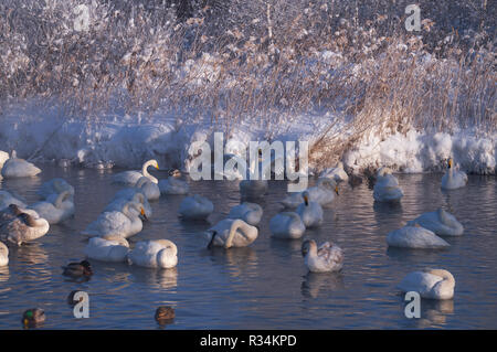 Les cygnes et canards dans la brume sur le lac de l'Altaï Svetloe à tôt le matin Banque D'Images