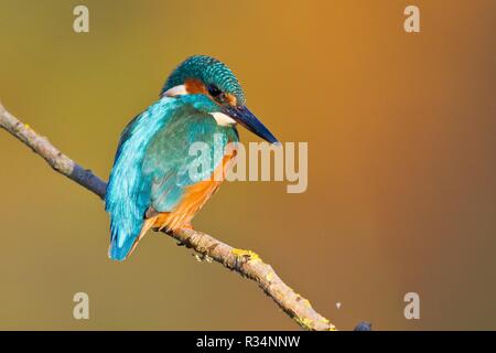 Kingfisher Banque D'Images