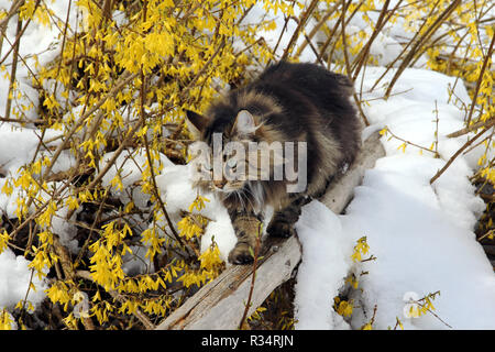 Un chat des forêts norvégiennes aime à monter Banque D'Images